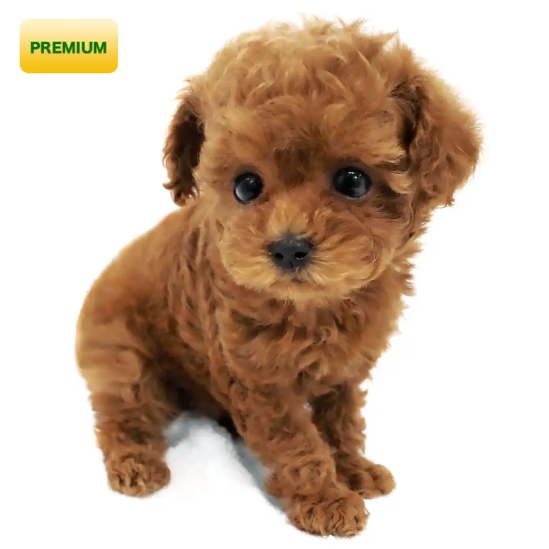 トイ・プードル