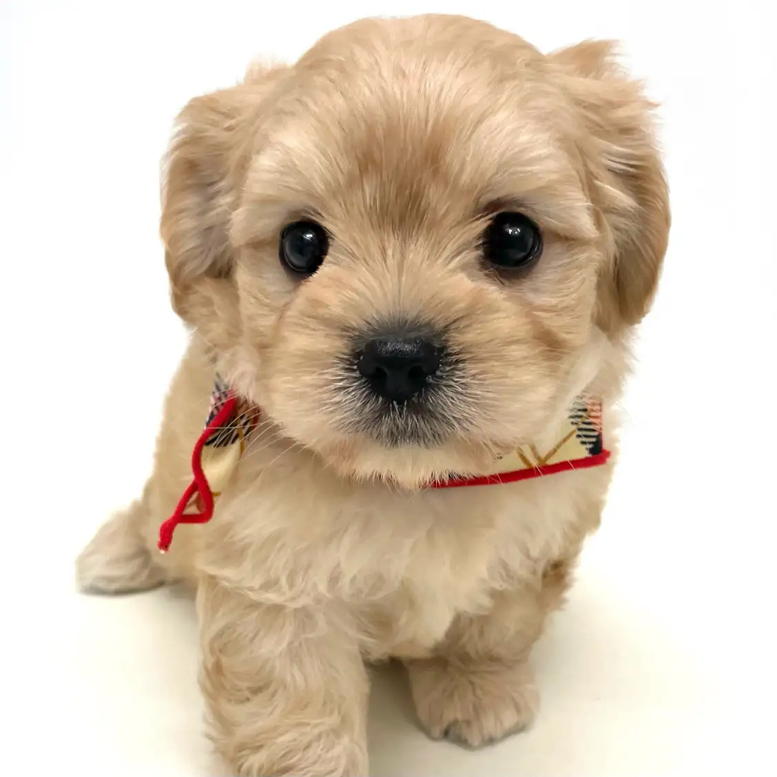 MIX（マルチーズ×キャバリアキングチャールズスパニエル）