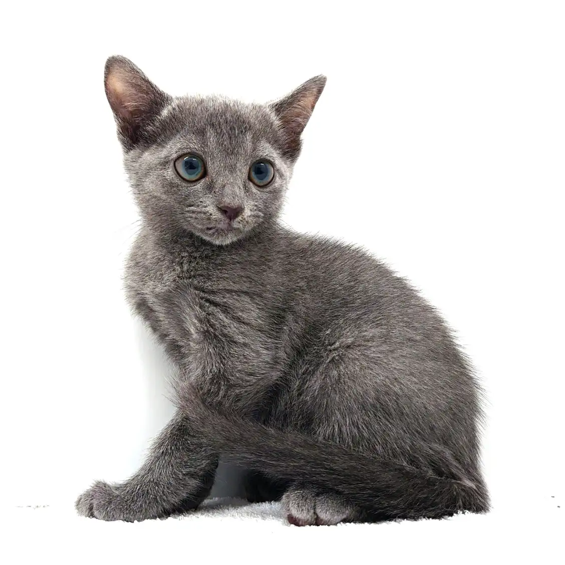 ロシアンブルー