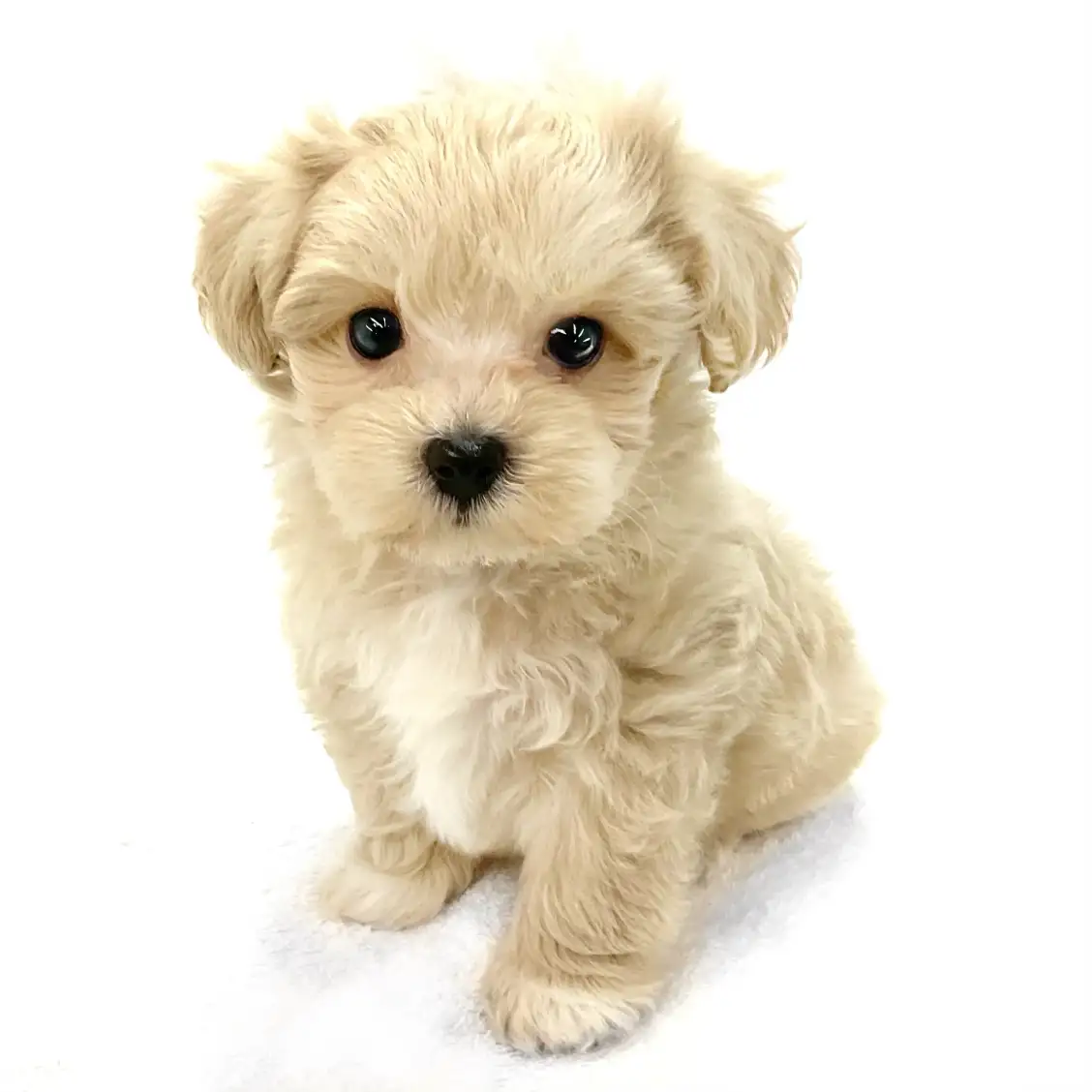 MIX(マルチーズ×トイプードル)