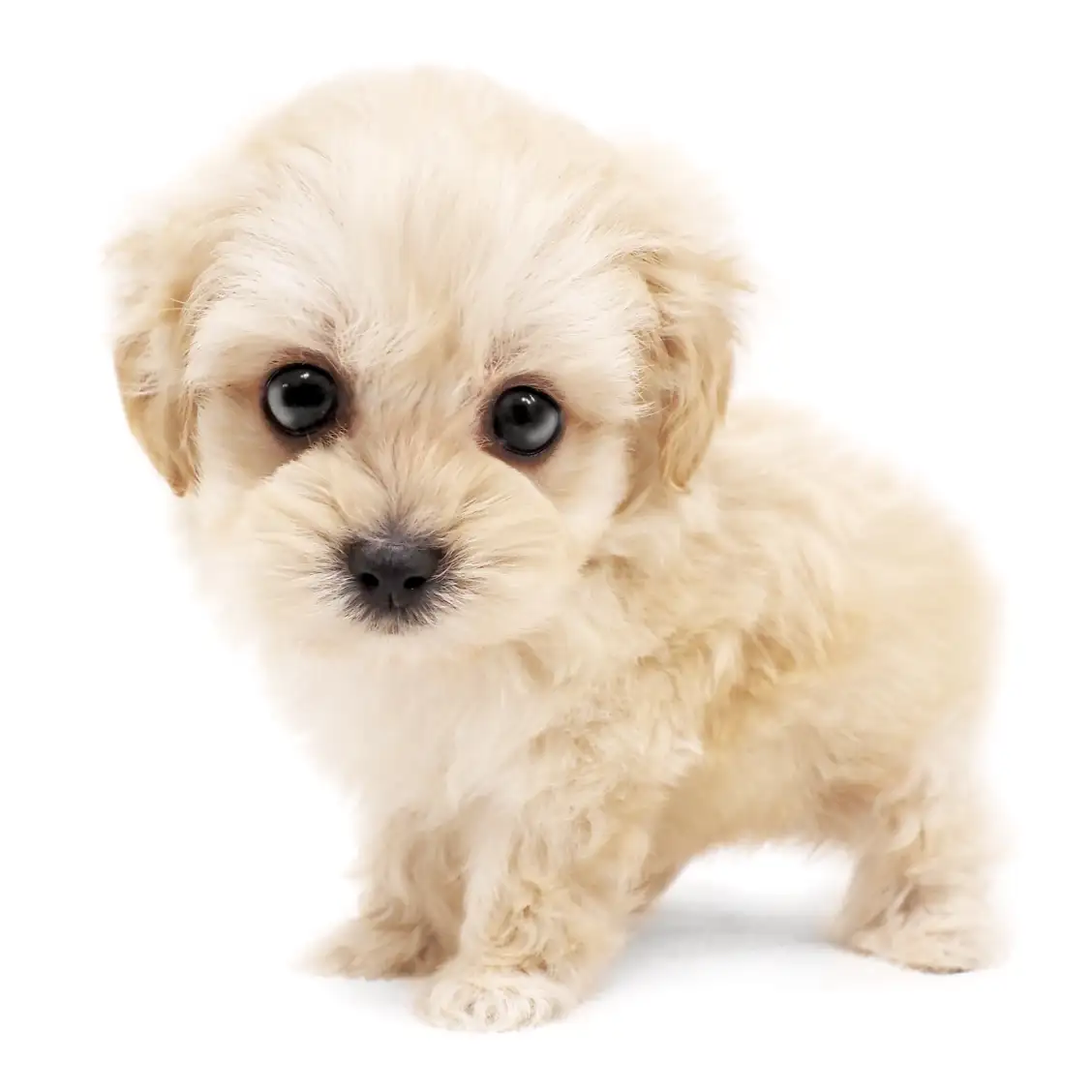 MIX（マルチーズ×トイプードル）