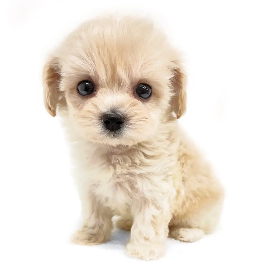 MIX（マルチーズ×トイプードル）