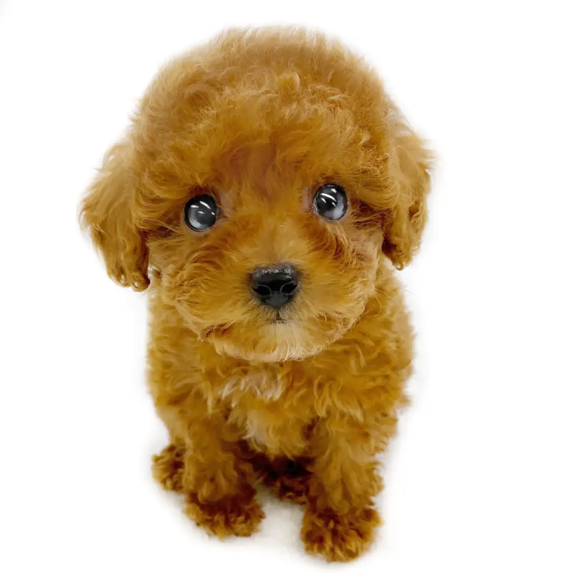 トイ・プードル