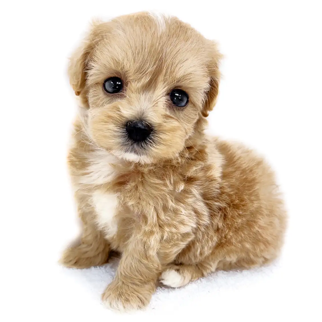 MIX（マルチーズ×トイプードル）