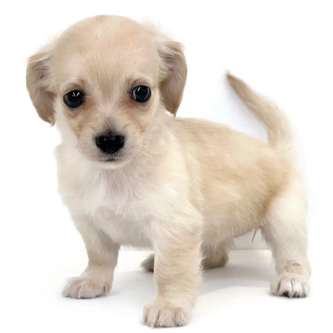 MIX(チワワ×ミニチュアダックスフント)