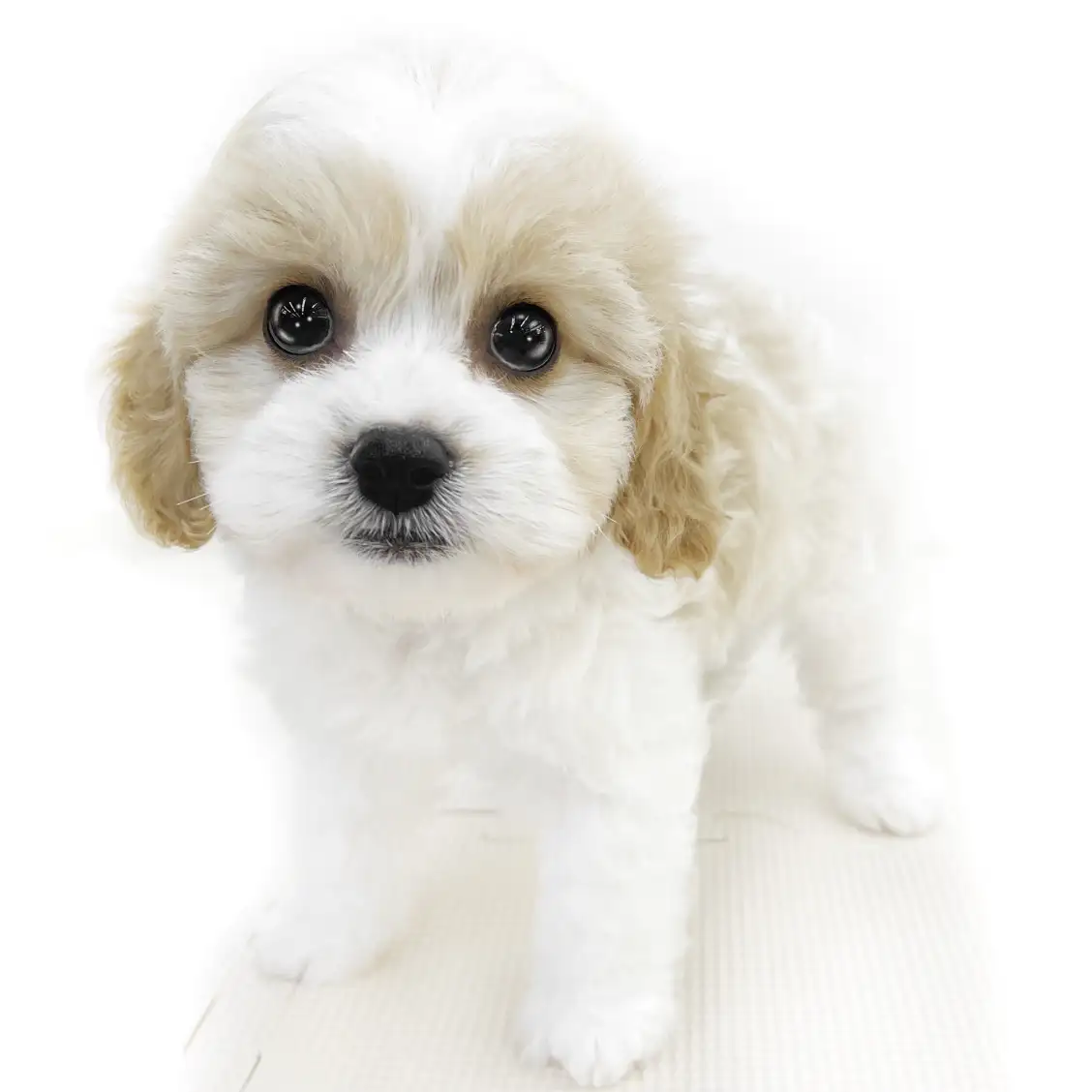 MIX(キャバリアキングチャールズスパニエル×ビションフリーゼ)