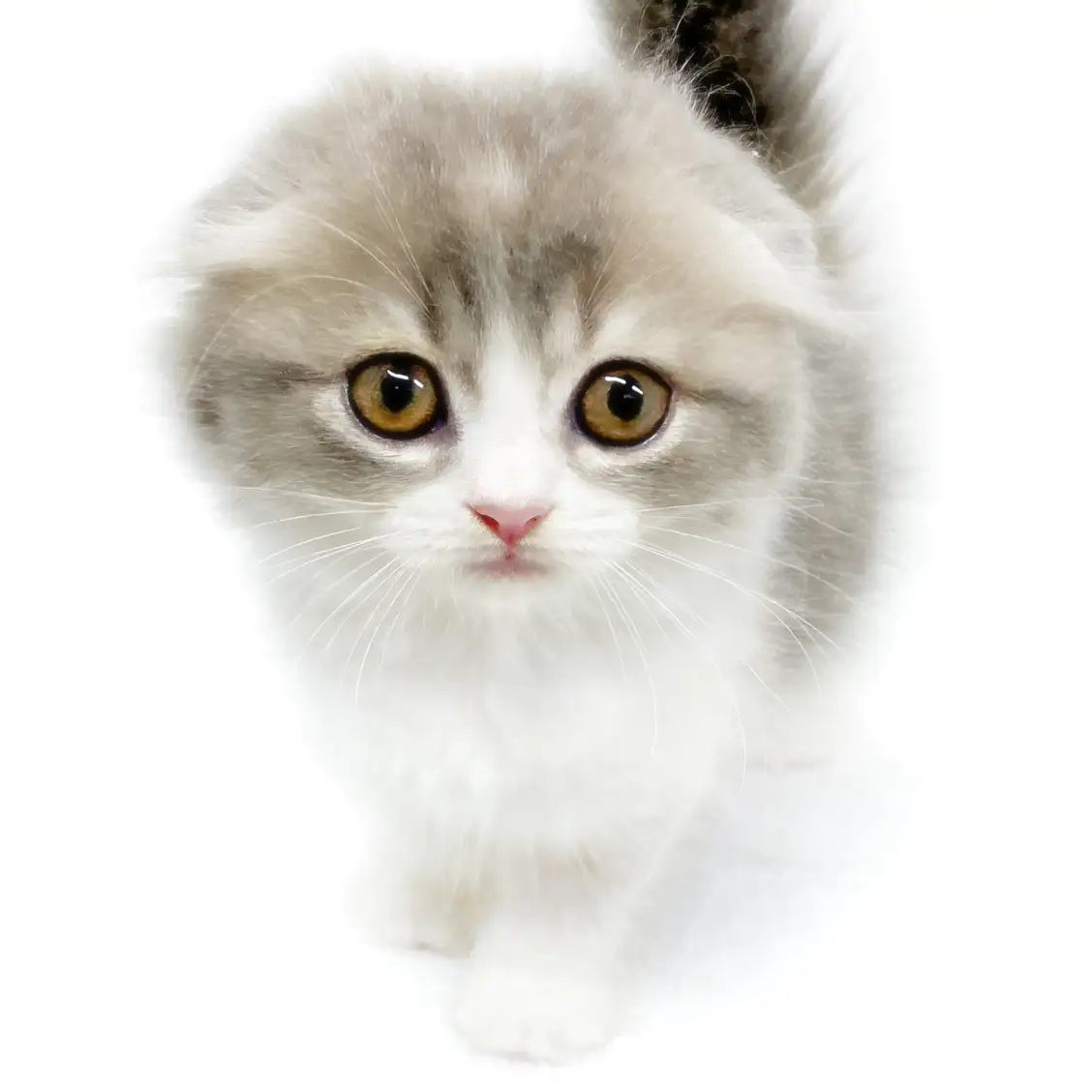 スコティッシュフォールド