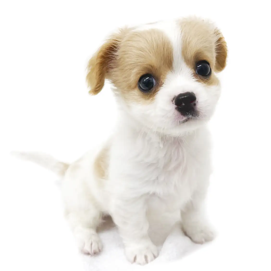 MIX(チワワ×キャバリアキングチャールズスパニエル)