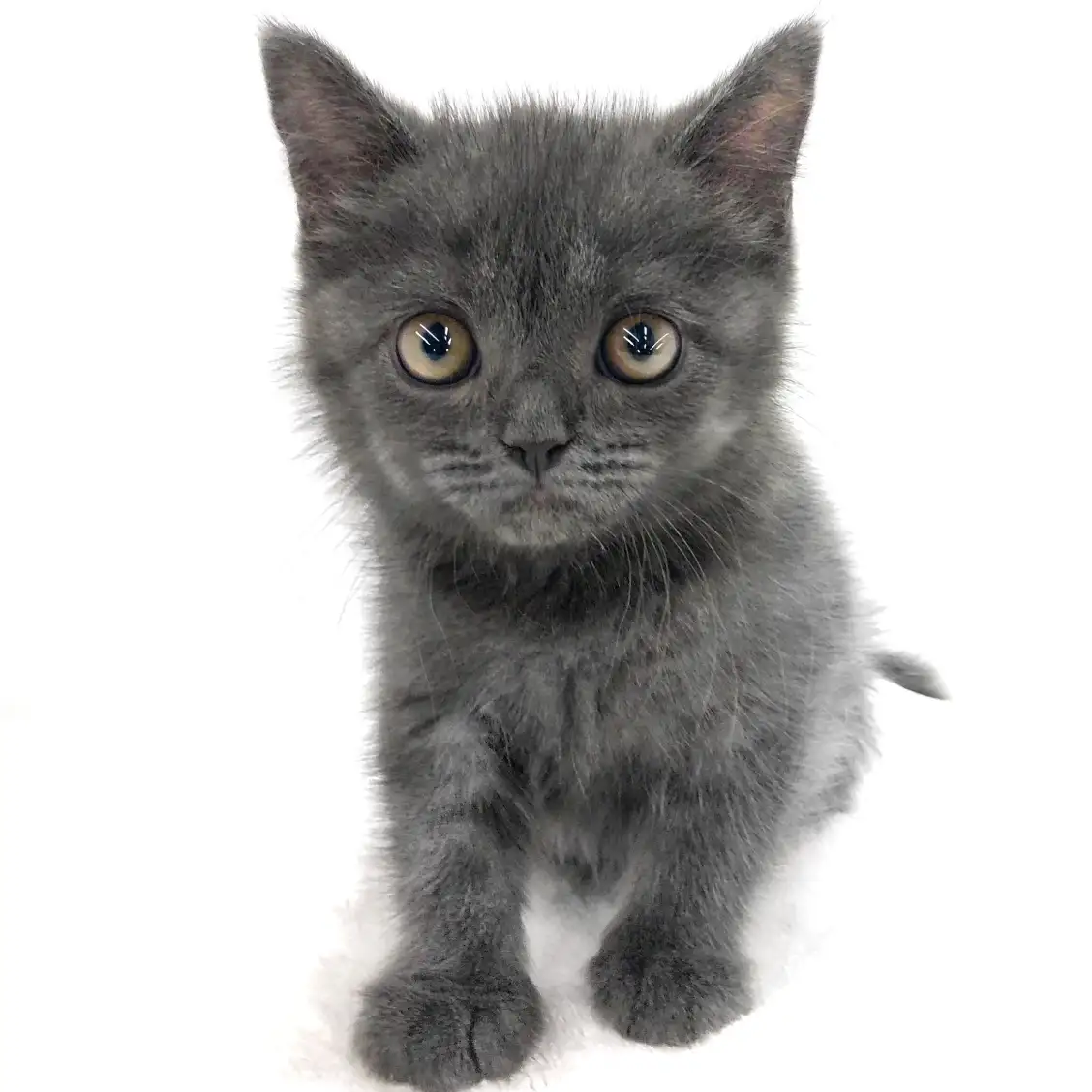 ブリティッシュショートヘア