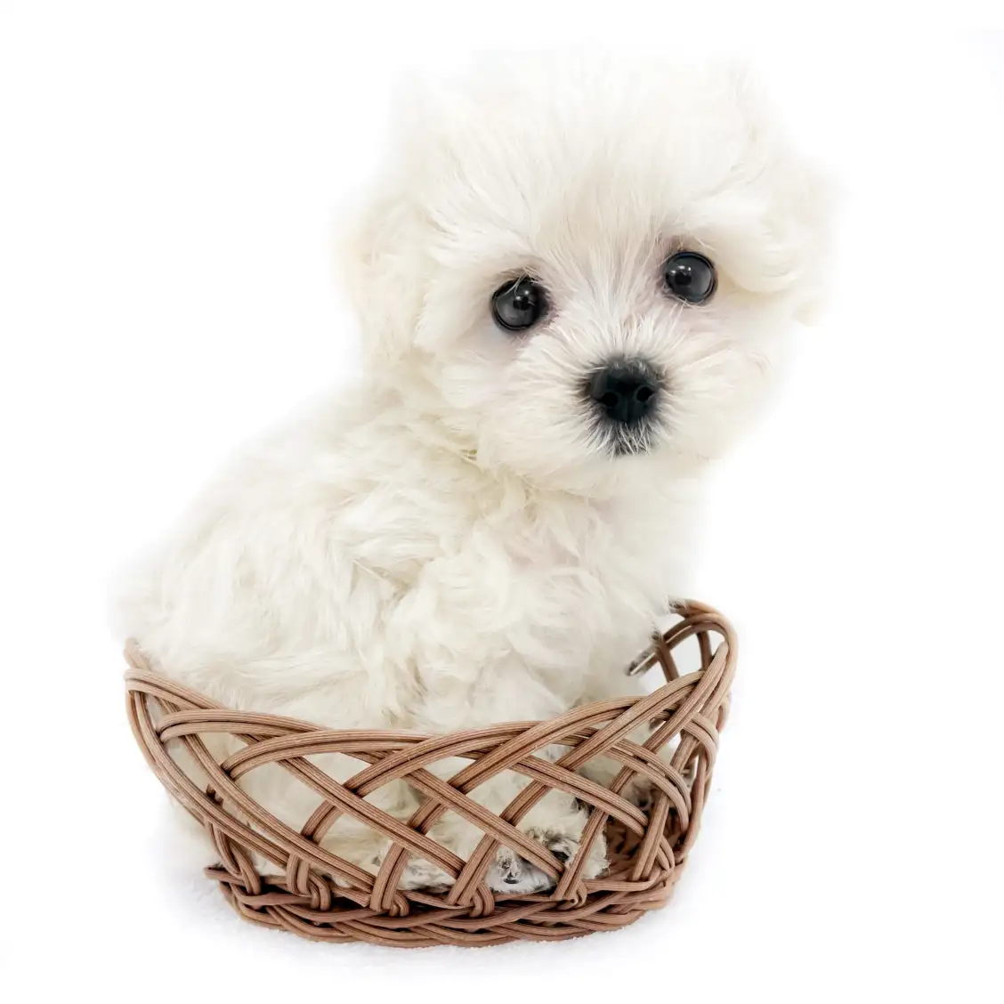 MIX(マルチーズ×トイプードル)