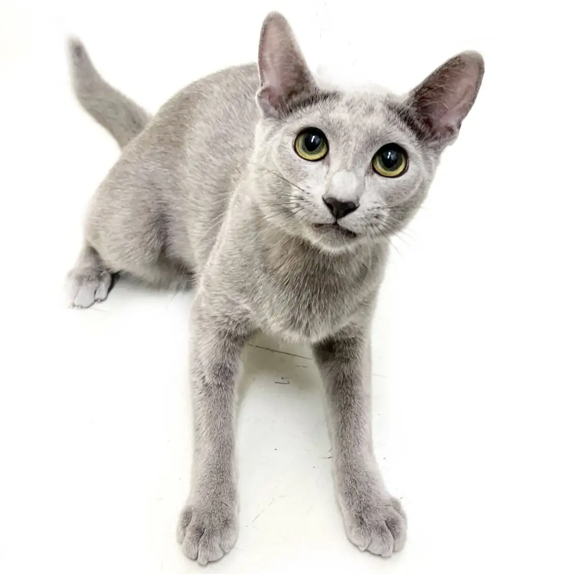 ロシアンブルー