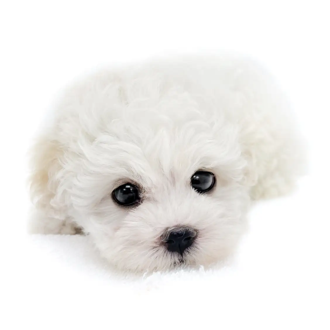 MIX(マルチーズ×トイプードル)