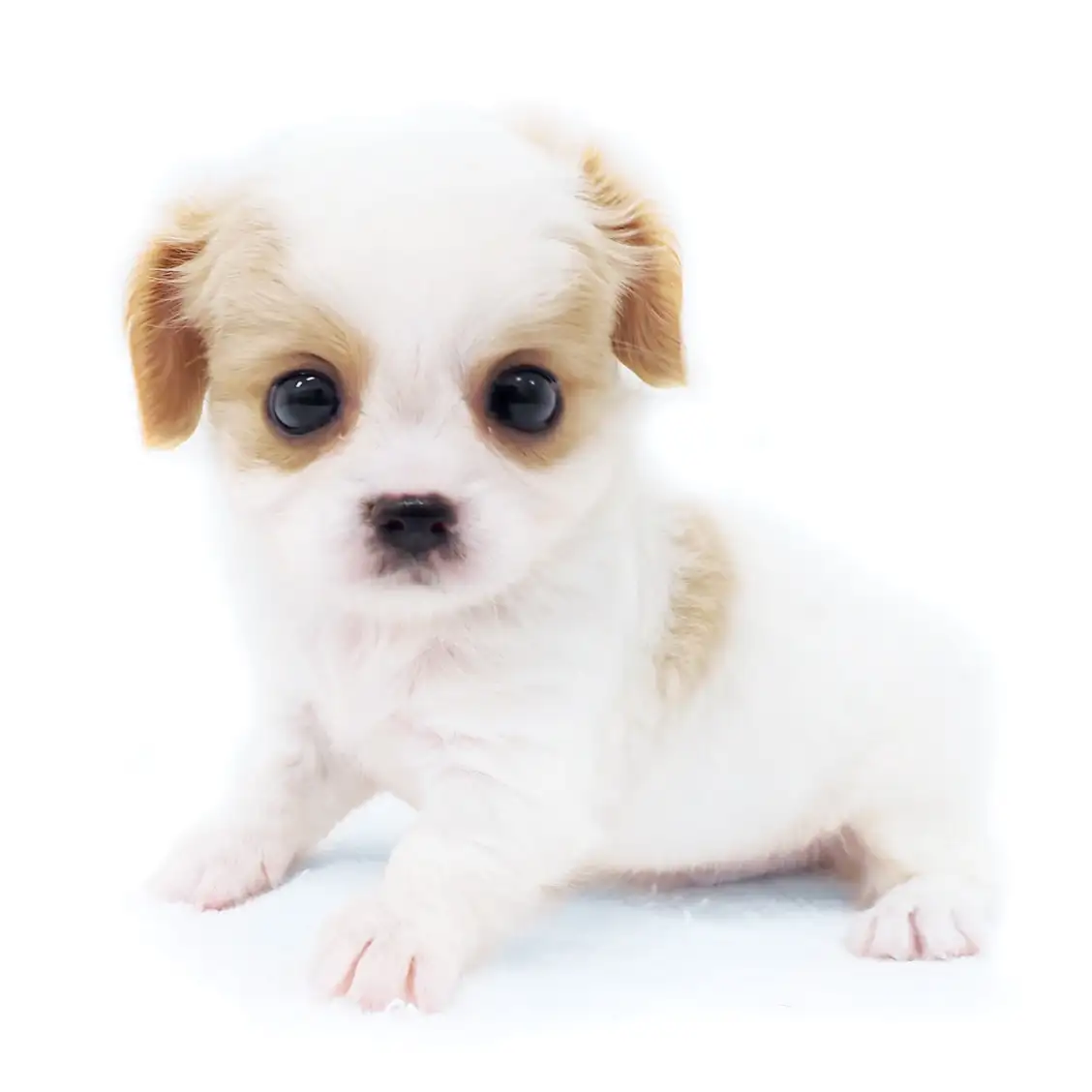 MIX(チワワ×キャバリアキングチャールズスパニエル)