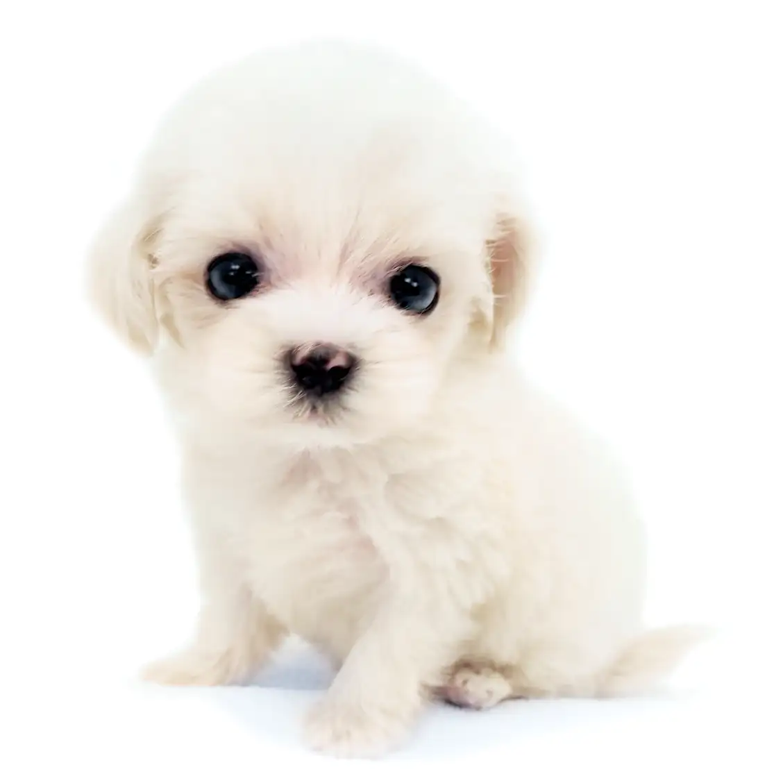 MIX(マルチーズ×トイプードル)