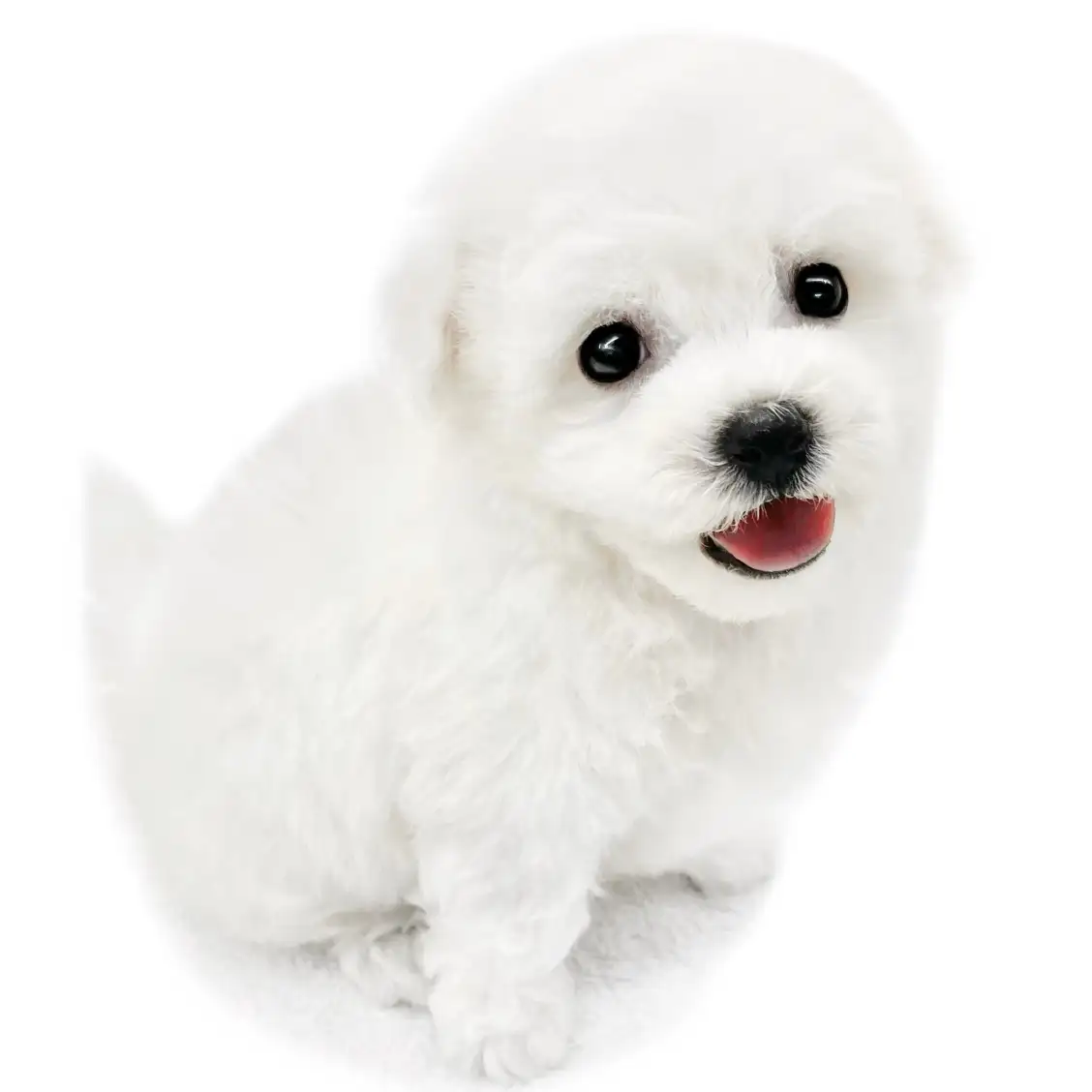 ビションフリーゼ