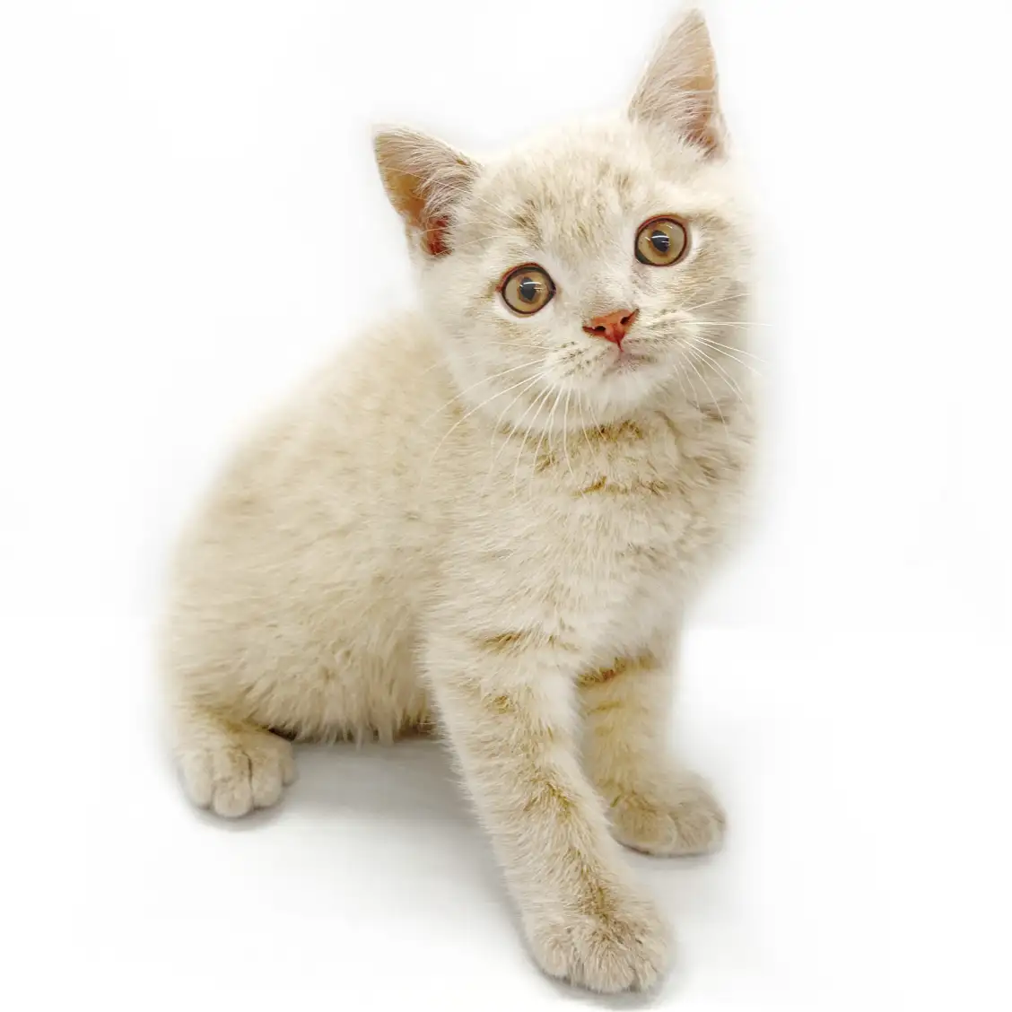 ブリティッシュショートヘア