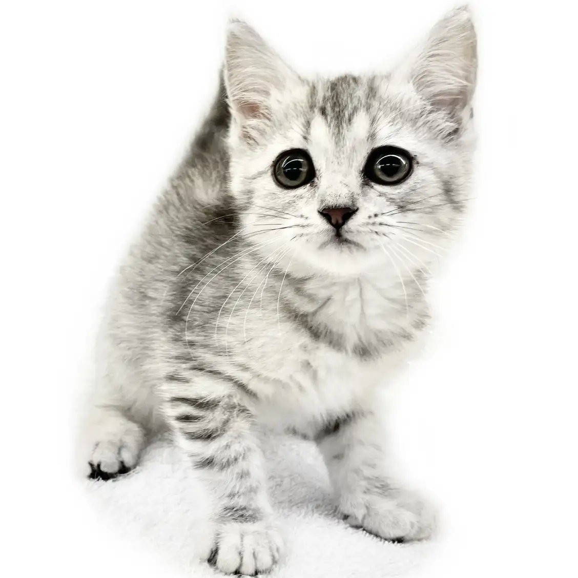 スコティッシュフォールド