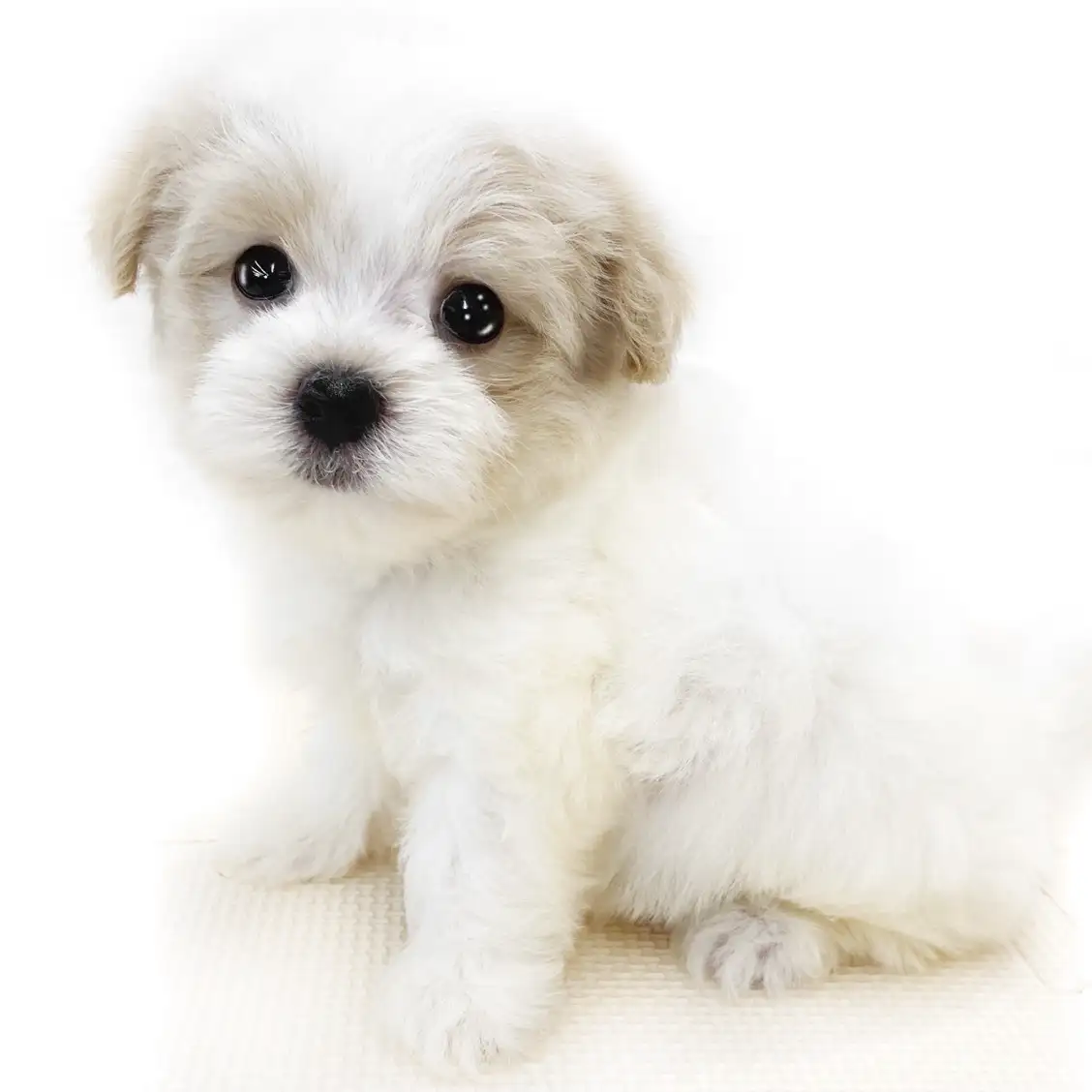 MIX（マルチーズ×トイプードル）