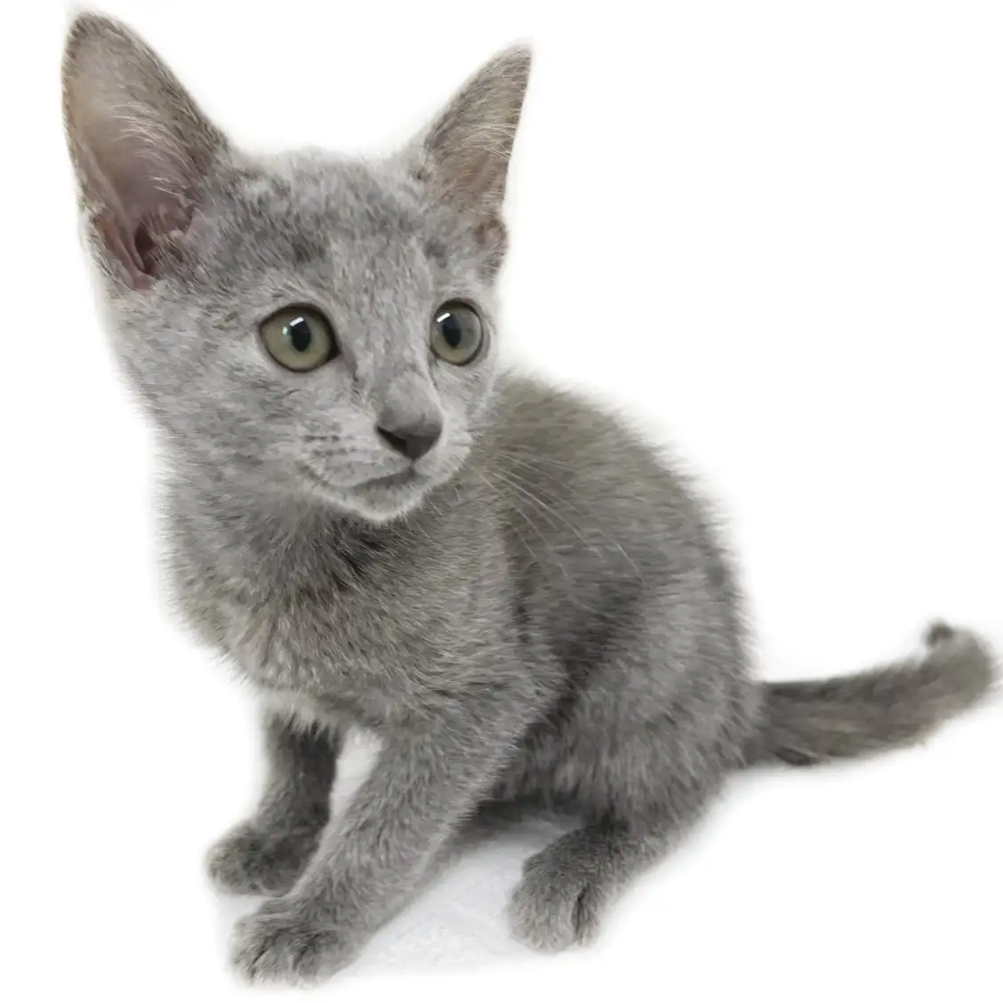 ロシアンブルー