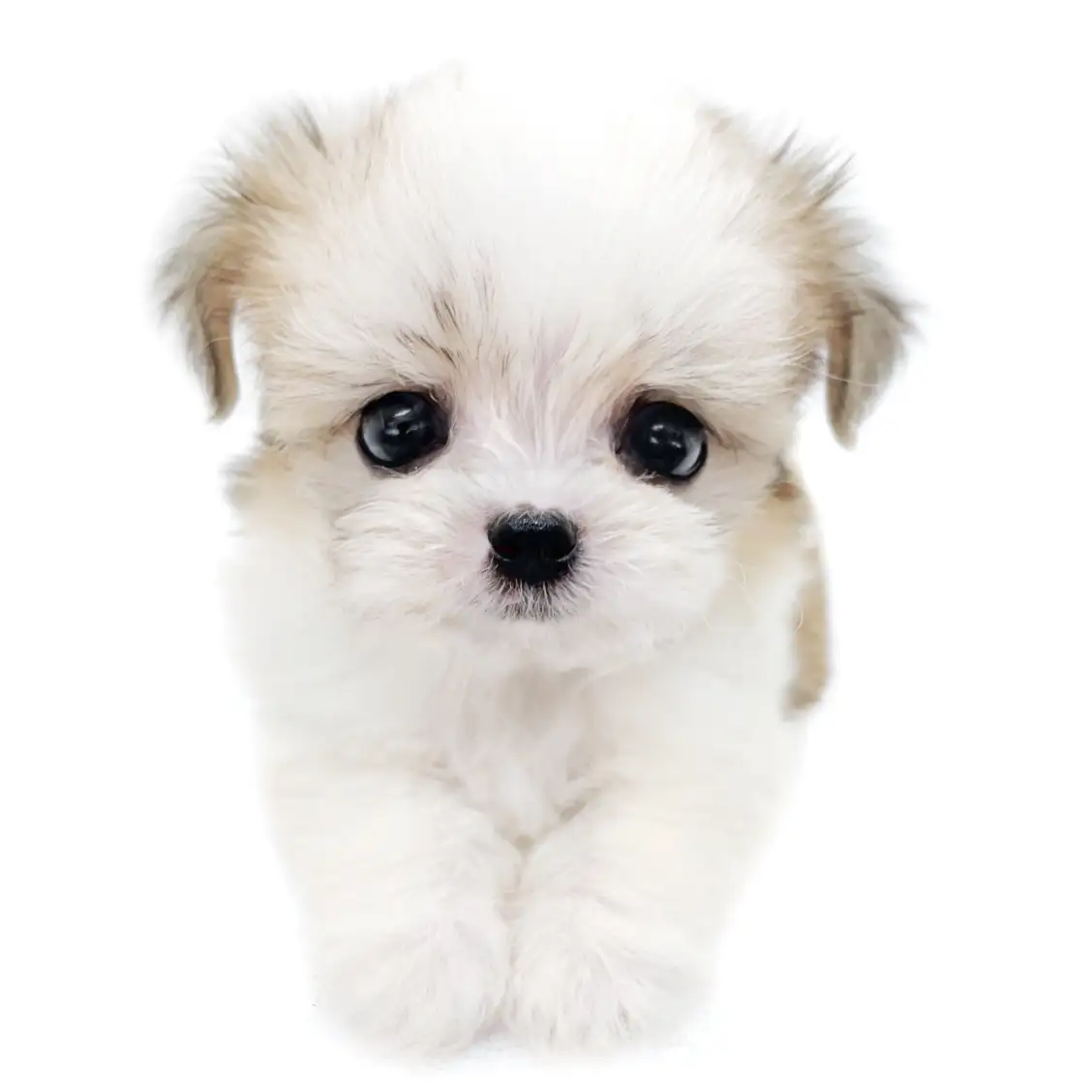 MIX（マルチーズ×チワワ）