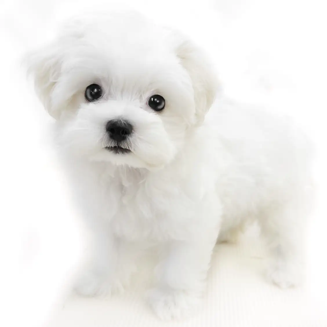 MIX(マルチーズ×ビションフリーゼ)