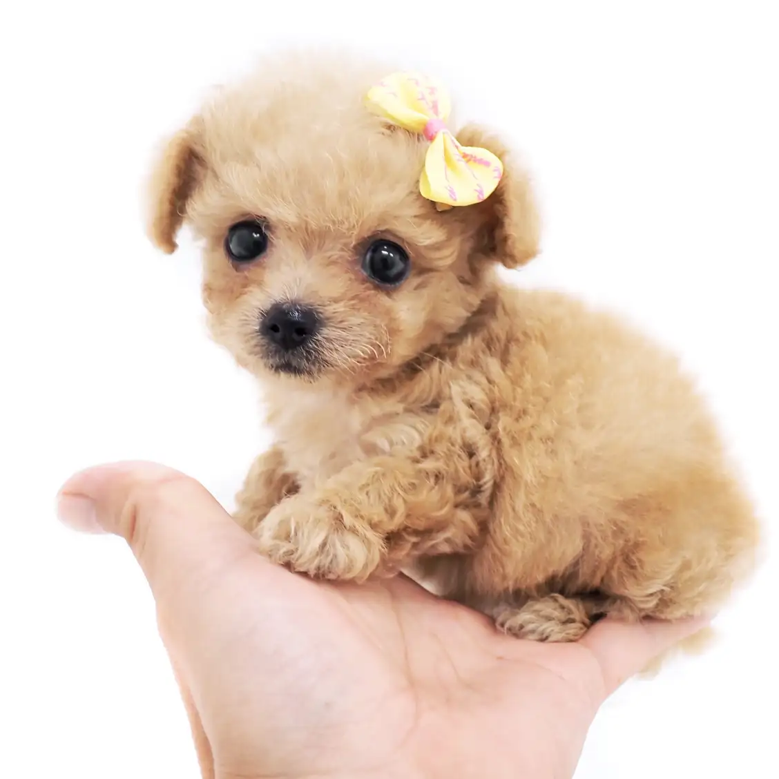 MIX(チワワ×トイプードル)