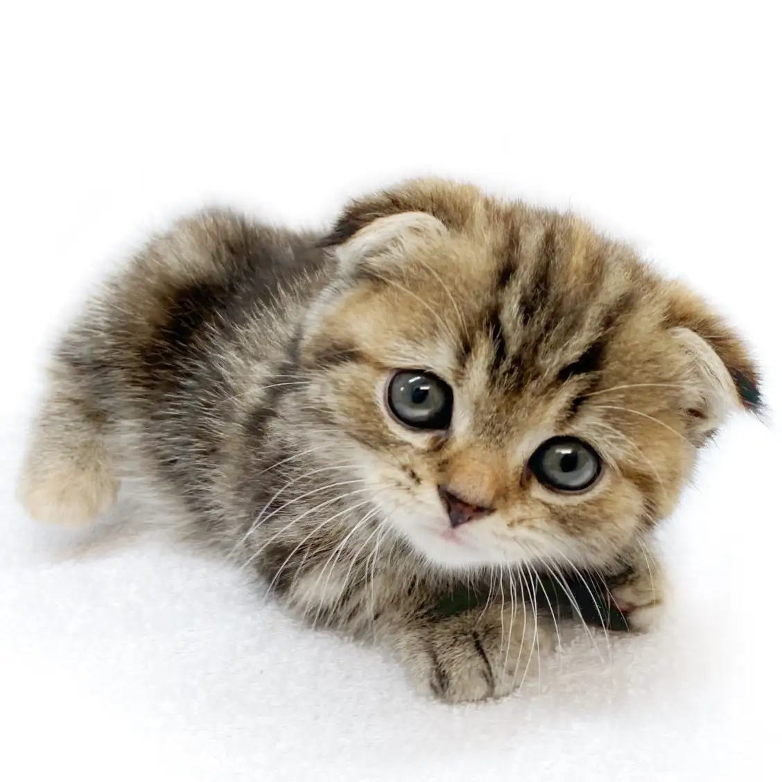 スコティッシュフォールド