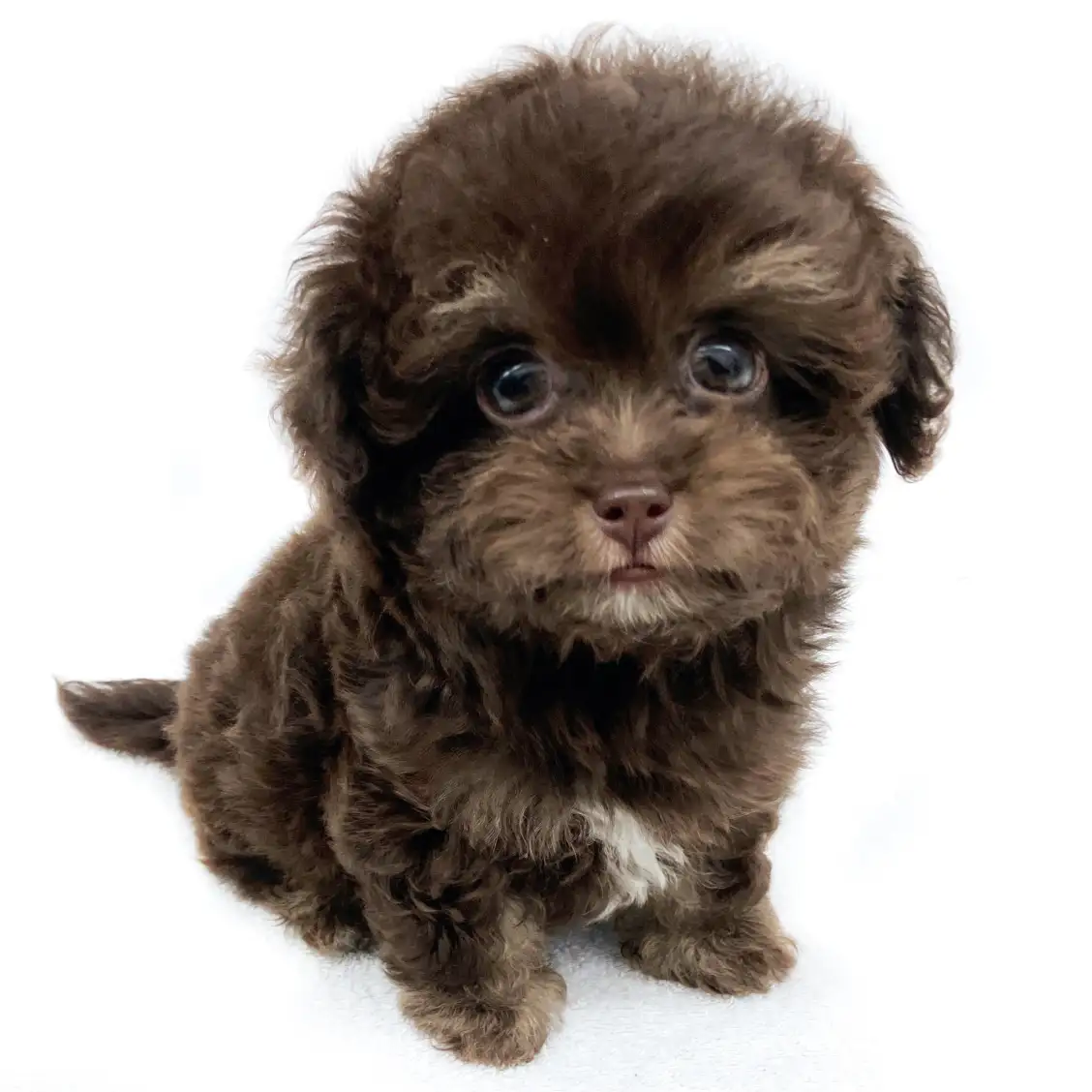 MIX(チワワ×トイプードル)