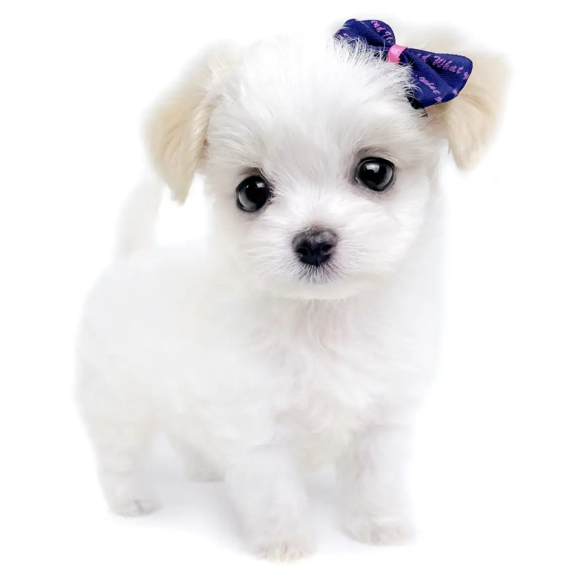 MIX(チワワ×マルチーズ)