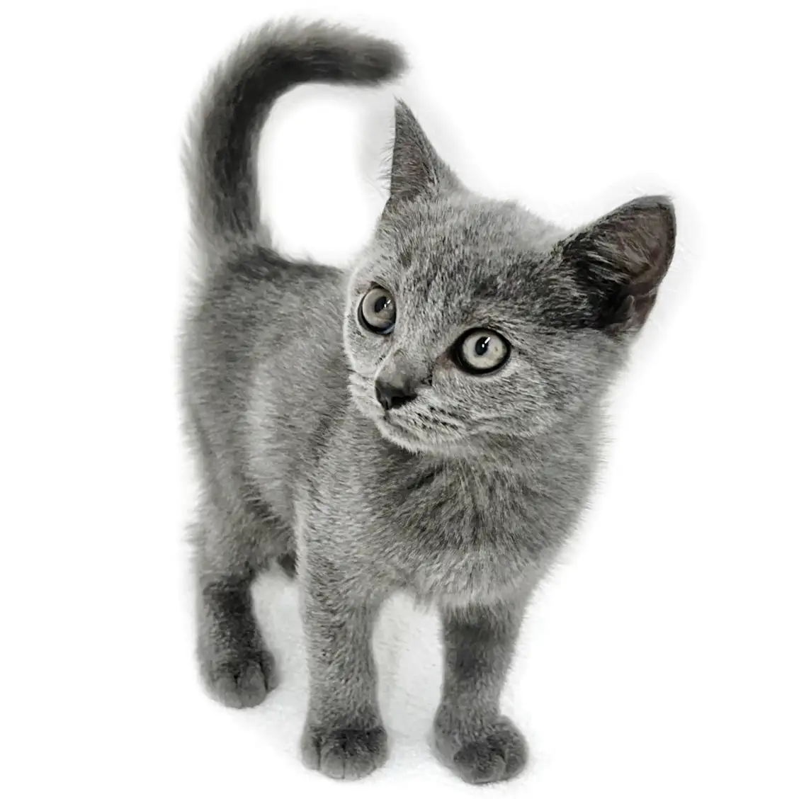 ブリティッシュショートヘア