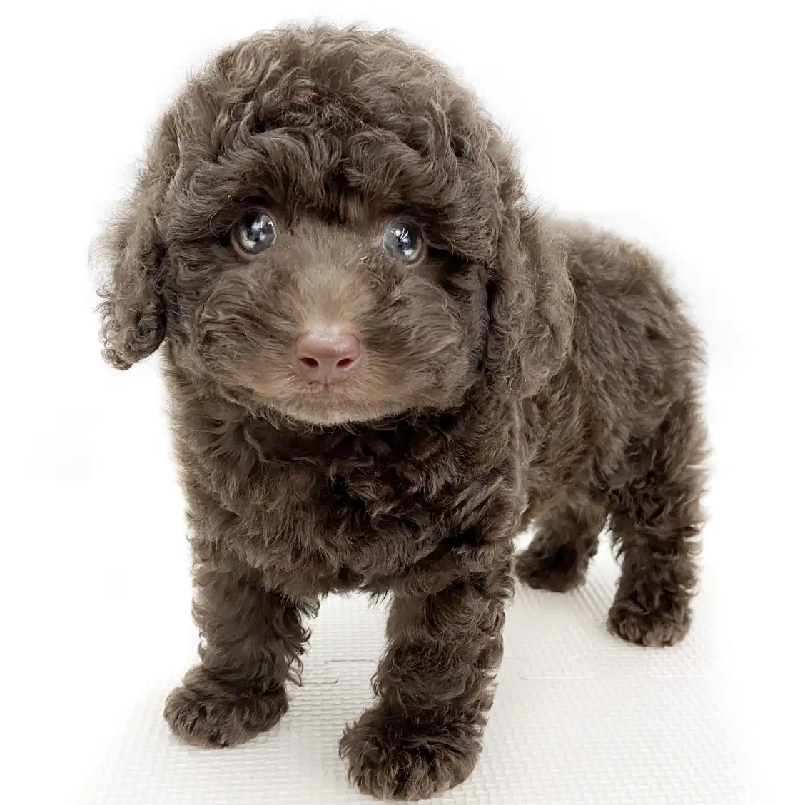 トイ・プードル