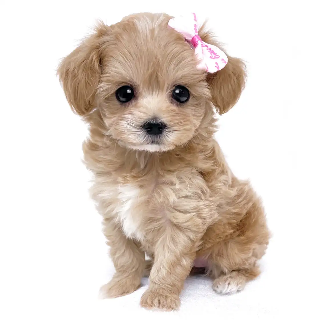 MIX(トイプードル×マルチーズ)