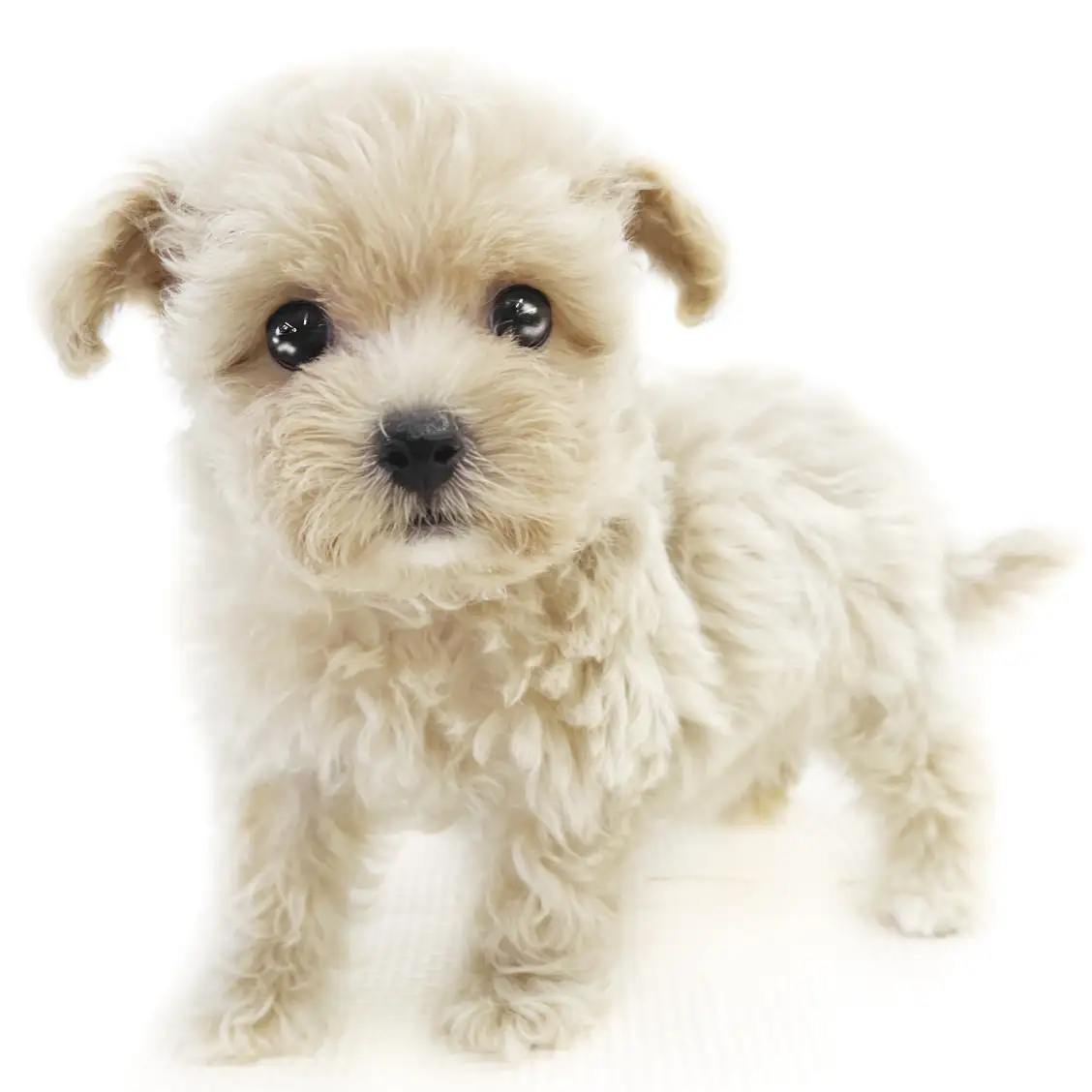 MIX（トイプードル×マルチーズ）