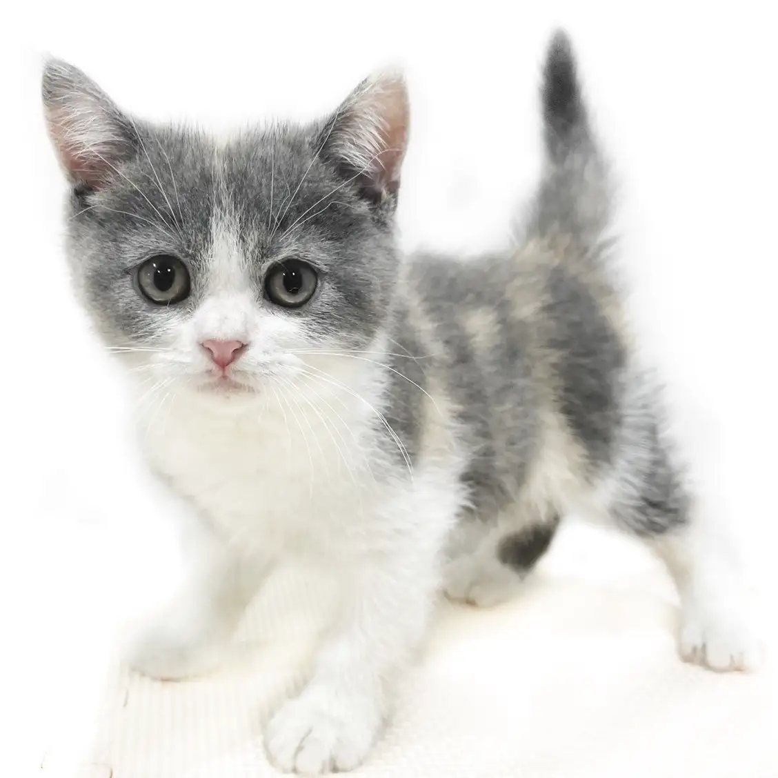 ブリティッシュショートヘア