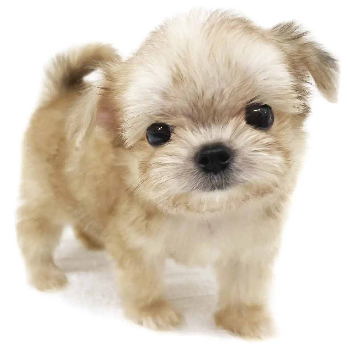 MIX(マルチーズ×チワワ)