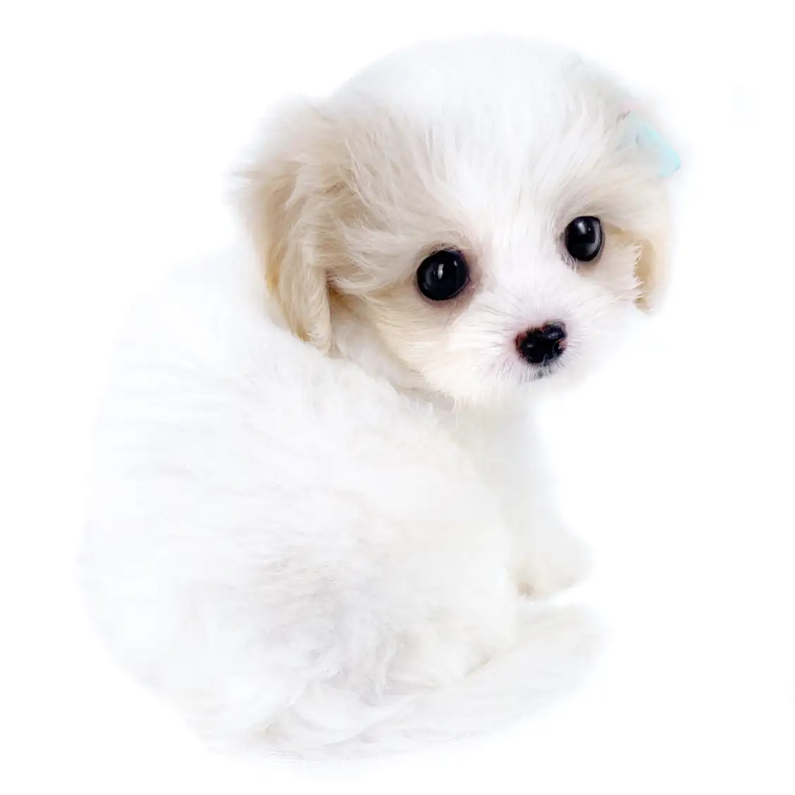 MIX【ビション×(キャバリア×ビション)】