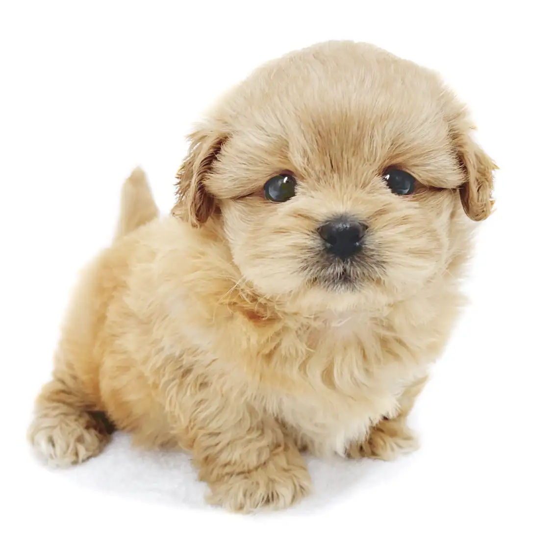 MIX(トイプードル×ペキニーズ)