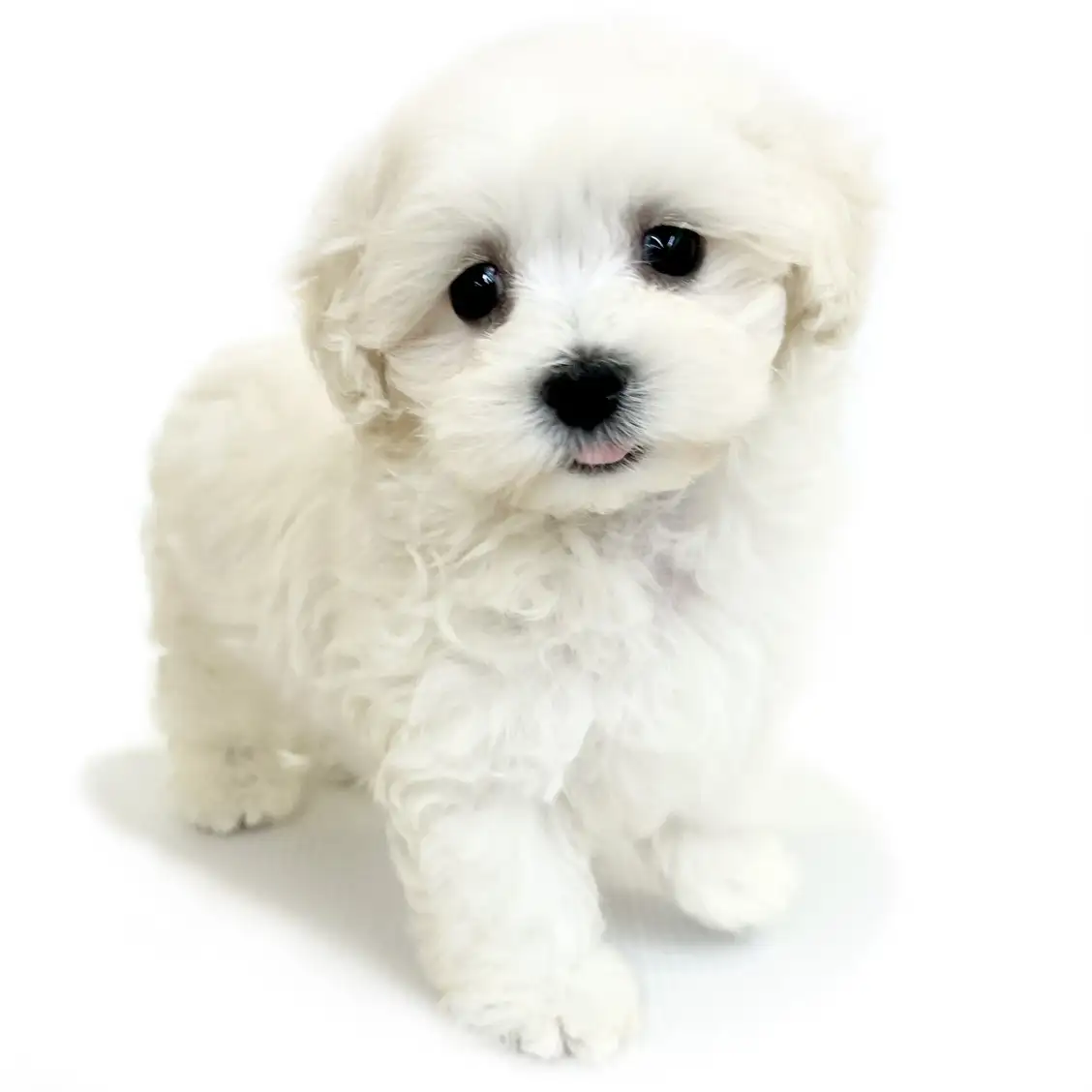 MIX（マルチーズ×トイプードル）