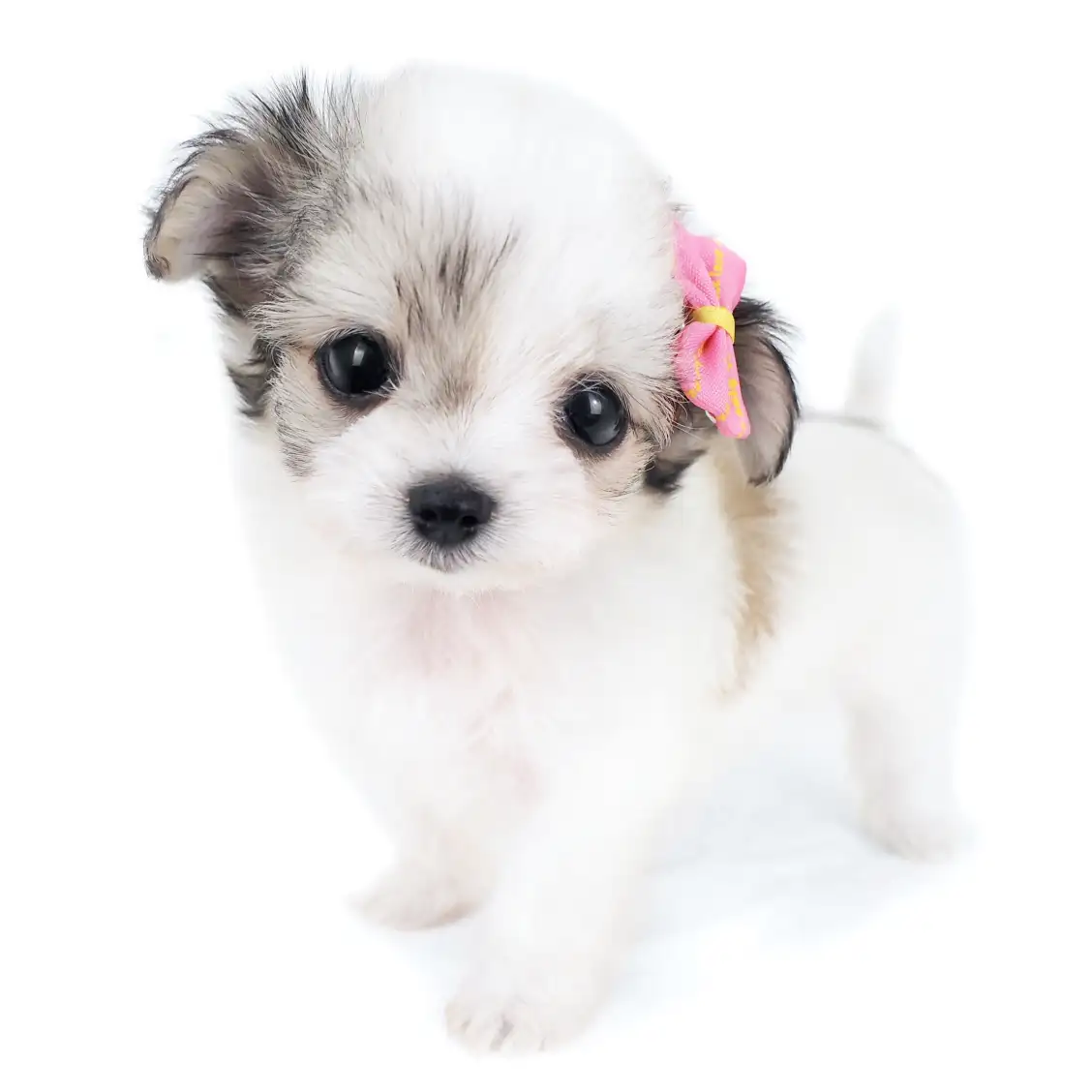 MIX(チワワ×マルチーズ)