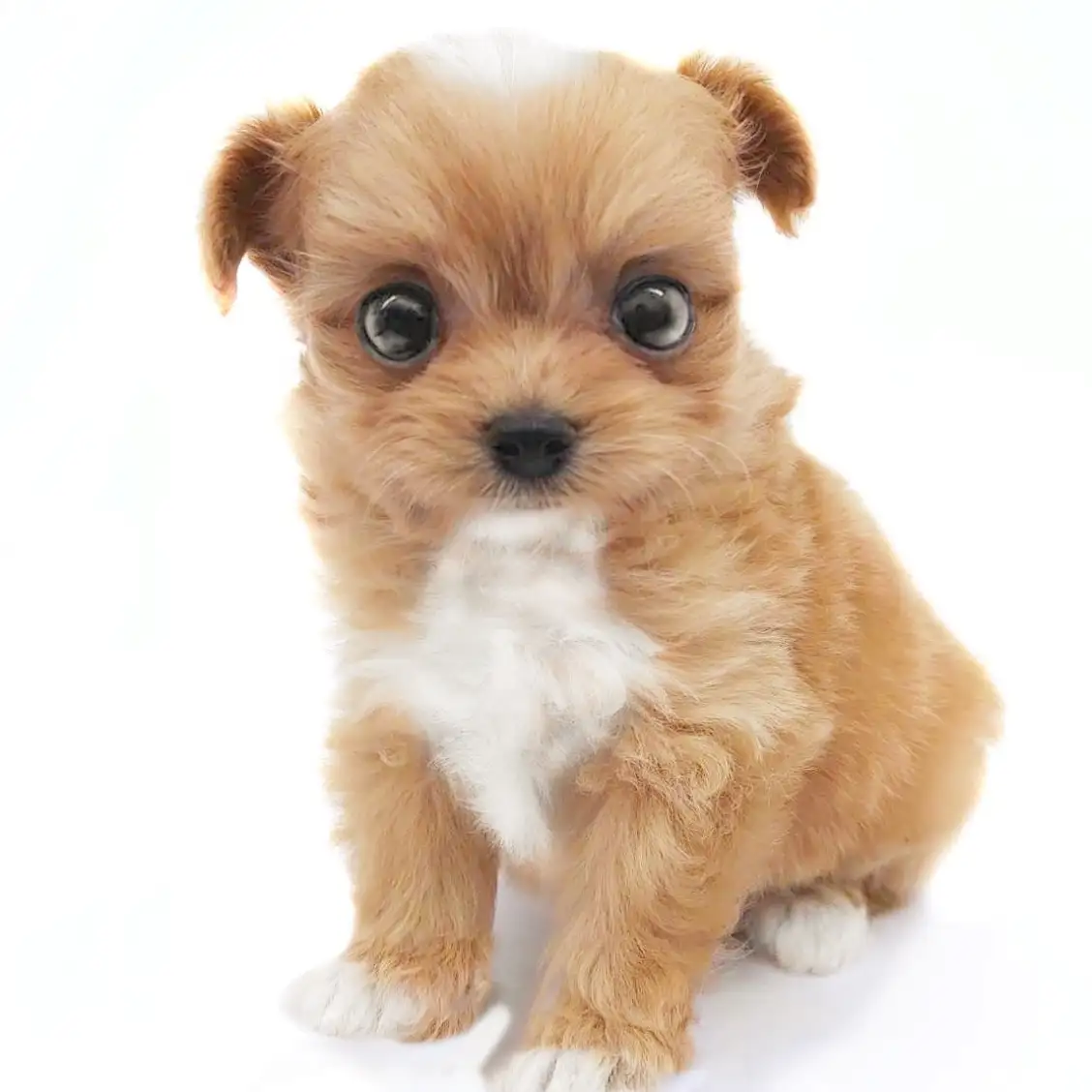 MIX(トイプードル×ポメラニアン)