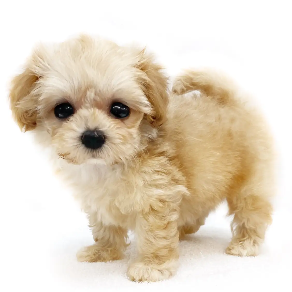 MIX（マルチーズ×トイプードル）