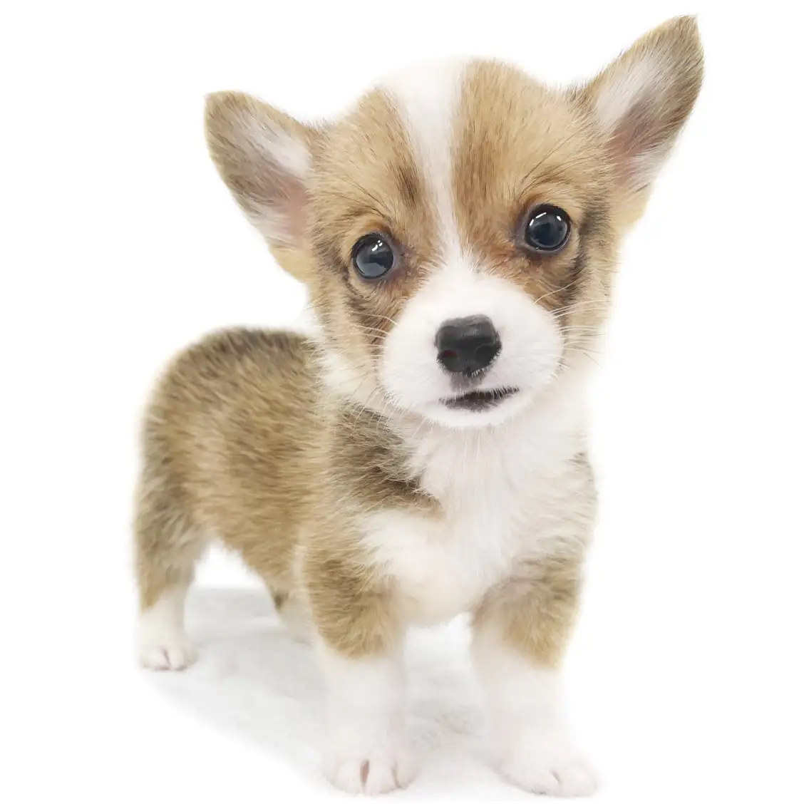 ウェルシュコーギーペンブローク