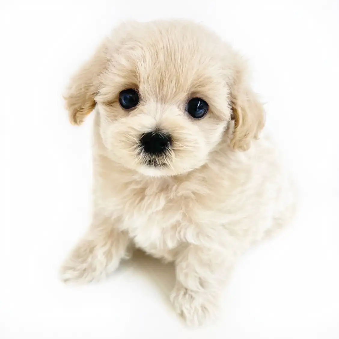 MIX(マルチーズ×トイプードル)