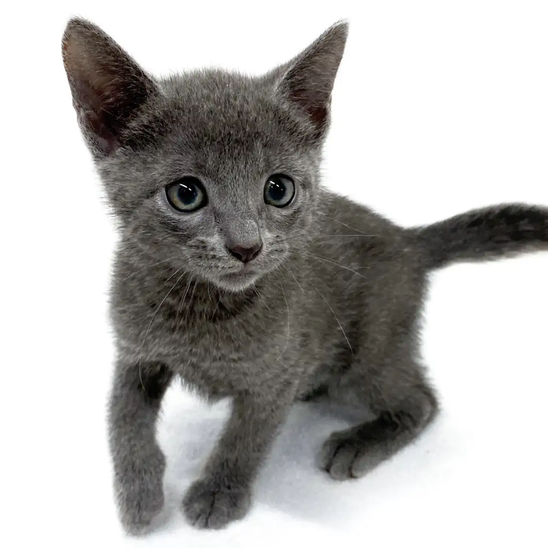 ロシアンブルー