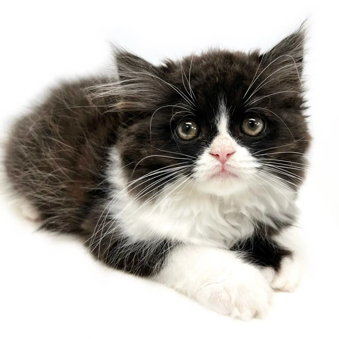 スコティッシュフォールド