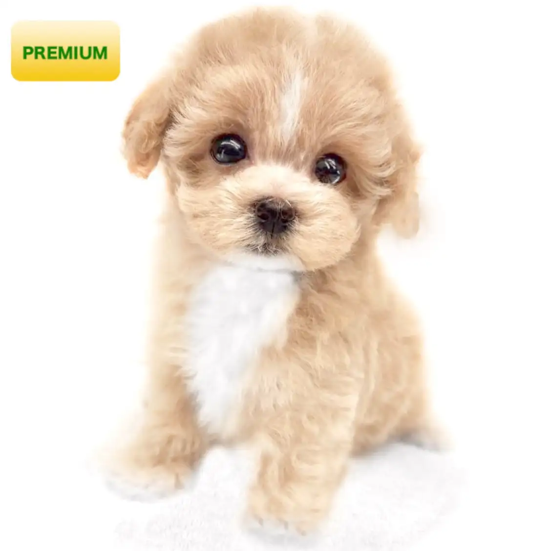 MIX（マルチーズ×トイプードル）