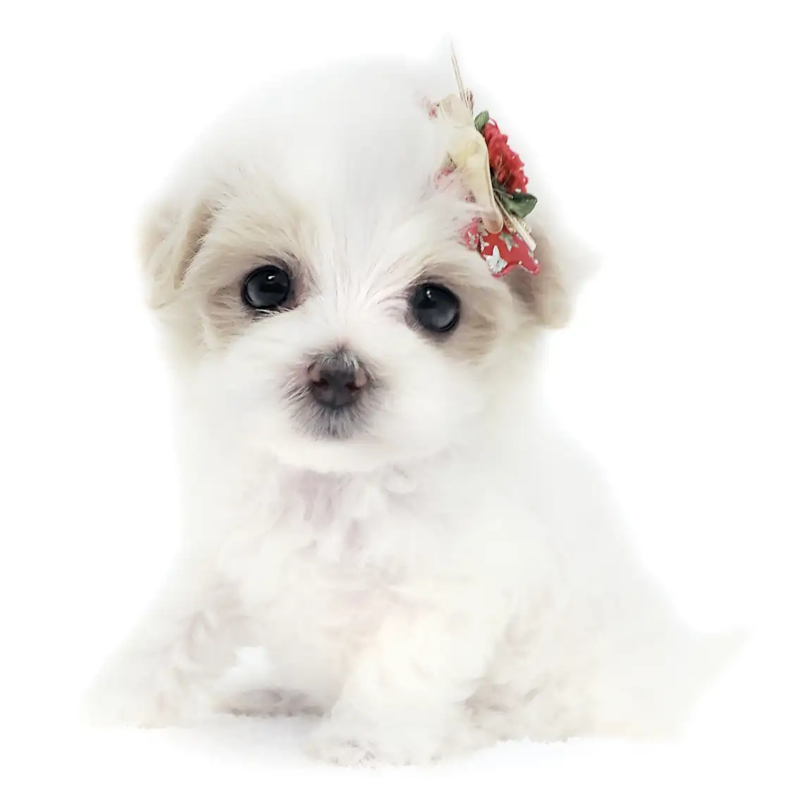 MIX（トイプードル×マルチーズ）