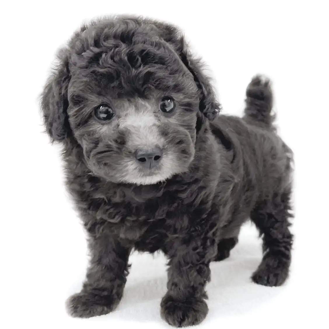 トイ・プードル