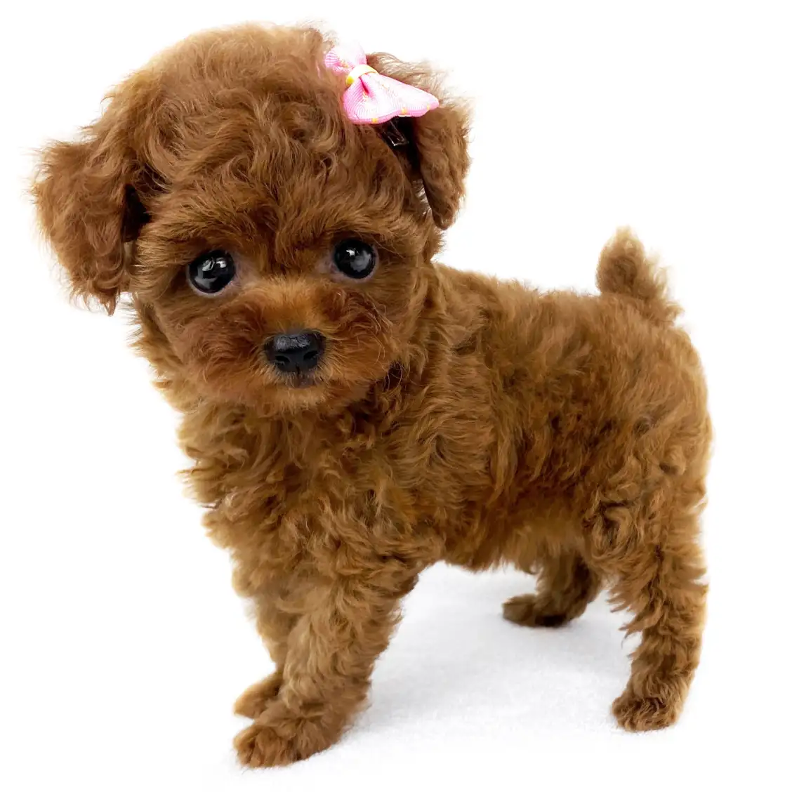 トイ・プードル