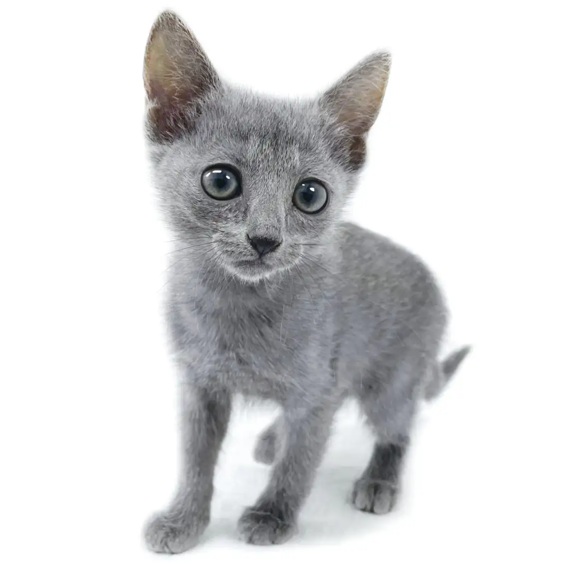 ロシアンブルー